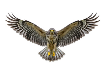Obraz premium Hawk with wings fully spread isolated on white