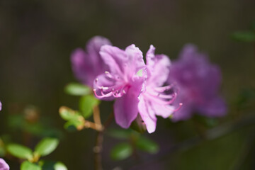 Fototapeta premium Delicate pink azalea blooms amidst greenery in soft natural light