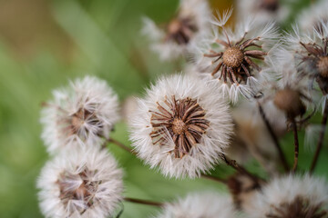Close-up photo of white Farfugium japonicum flowers in bloom