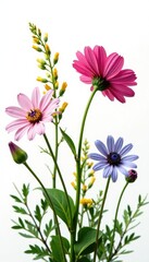Wildflowers in isolation against white background, fleurs isol?es, isol?, verdure