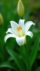 White snow-white lily flower in the green garden, snow, white