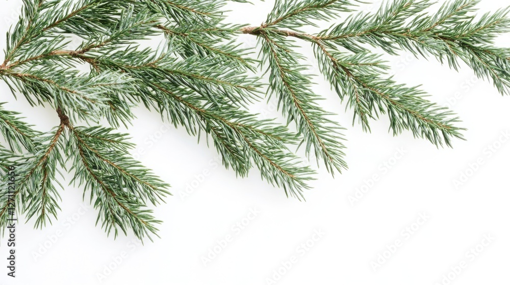 Aufkleber a single branch of a pine tree on a white background, ideal for use as a decorative element or in de