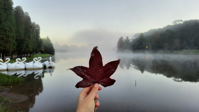 m&atilde;o segurando folha de pl&aacute;tano no outono em s&atilde;o francisco de paula, rio grande do sul 