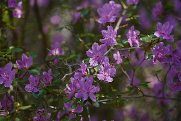 Vibrant purple azaleas blooming in a lush garden during springtime