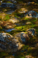 Natural landscape featuring mossy rocks and vibrant green vegetation