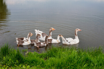 family of domestic geese, flock on the water of a rural pond, parents and adolescent goslings
