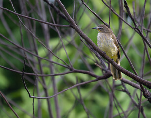  The beautiful white browed bulbul perched on a branch against a backdrop of green foliage. Its pale yellow underside and distinctive white eyebrow clearly visible