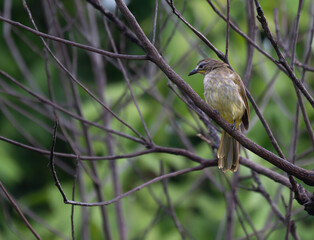  The beautiful white browed bulbul perched on a branch against a backdrop of green foliage. Its pale yellow underside and distinctive white eyebrow clearly visible