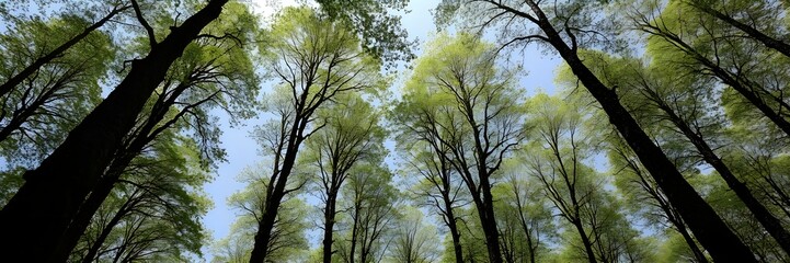 Fototapeta premium Into the Canopy: A low-angle perspective reveals a breathtaking canopy of tall trees reaching towards a bright blue sky, showcasing the intricate network of branches and vibrant foliage.
