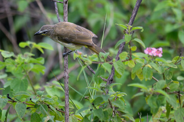The beautiful white browed bulbul perched on a branch against a backdrop of green foliage. Its pale yellow underside and distinctive white eyebrow clearly visible