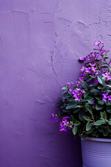 Vibrant purple flowers in a pot against a textured purple wall, showcasing nature's beauty indoors