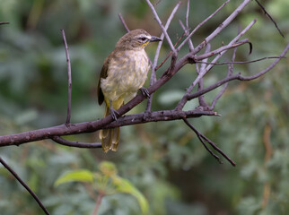 Obraz premium The beautiful white browed bulbul perched on a branch against a backdrop of green foliage. Its pale yellow underside and distinctive white eyebrow clearly visible