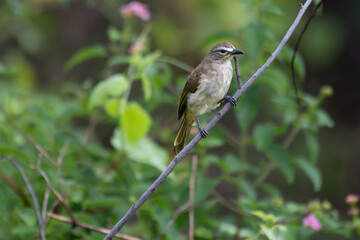  The beautiful white browed bulbul perched on a branch against a backdrop of green foliage. Its pale yellow underside and distinctive white eyebrow clearly visible
