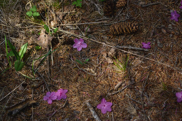 Purple wildflowers scattered on forest floor during spring season