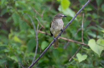  The beautiful white browed bulbul perched on a branch against a backdrop of green foliage. Its pale yellow underside and distinctive white eyebrow clearly visible