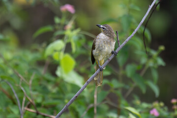  The beautiful white browed bulbul perched on a branch against a backdrop of green foliage. Its pale yellow underside and distinctive white eyebrow clearly visible