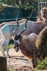 Addax