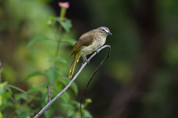 The beautiful white browed bulbul perched on a branch against a backdrop of green foliage. Its pale yellow underside and distinctive white eyebrow clearly visible