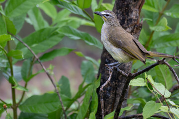 The beautiful white browed bulbul perched on a branch against a backdrop of green foliage. Its pale yellow underside and distinctive white eyebrow clearly visible