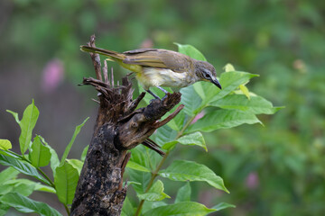  The beautiful white browed bulbul perched on a branch against a backdrop of green foliage. Its pale yellow underside and distinctive white eyebrow clearly visible