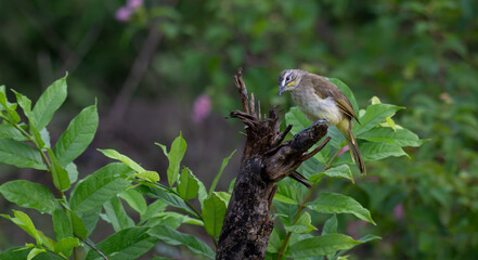  The beautiful white browed bulbul perched on a branch against a backdrop of green foliage. Its pale yellow underside and distinctive white eyebrow clearly visible