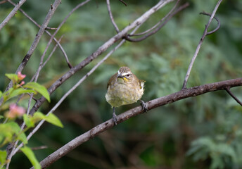  The beautiful white browed bulbul perched on a branch against a backdrop of green foliage. Its pale yellow underside and distinctive white eyebrow clearly visible