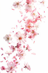 Obraz premium Delicate pink flowers with petals gently falling, creating a serene and peaceful atmosphere on a white background.