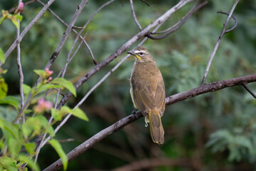  The beautiful white browed bulbul perched on a branch against a backdrop of green foliage. Its pale yellow underside and distinctive white eyebrow clearly visible