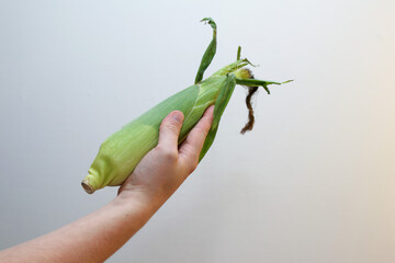 Person holding a raw fresh ear of corn in hand