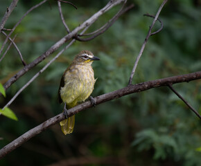  The beautiful white browed bulbul perched on a branch against a backdrop of green foliage. Its pale yellow underside and distinctive white eyebrow clearly visible