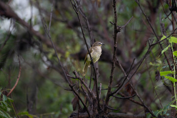  The beautiful white browed bulbul perched on a branch against a backdrop of green foliage. Its pale yellow underside and distinctive white eyebrow clearly visible