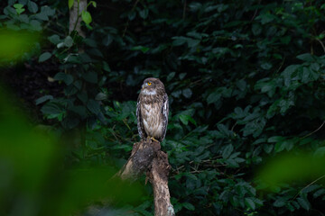 The beautiful, detailed close up of a brown fish owl with mottled brown and white plumage sitting...