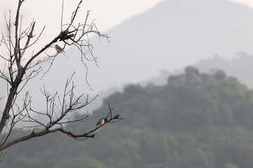 The beautiful two birds perching on a branch of tree, facing opposite side. The background is blurred with mountain and sky.