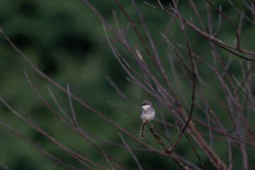 The beautiful grey breasted prinia perched on a branch, with detailed focus on the birds plumage and beak. soft blurred background with branches.