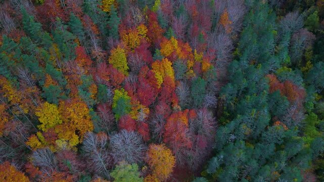 Autumn landscape of the mixed forest of beech, pine and fir trees in the Selva de Oza in the Western Valleys Natural Park. The Jacetania region. Aragonese Pyrenees. Huesca. Aragon. Spain. Europe.