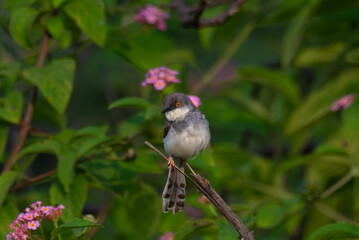 Obraz premium The beautiful grey breasted prinia perched on a branch, with detailed focus on the birds plumage and beak. soft blurred background with green leaves and flowers. 