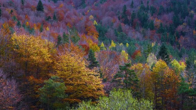 Autumn landscape of the mixed forest of beech, pine and fir trees in the Selva de Oza in the Western Valleys Natural Park. The Jacetania region. Aragonese Pyrenees. Huesca. Aragon. Spain. Europe.