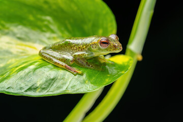 Jade Tree Frog (Zhangixalus dulitensis) is a species of frog found in Borneo island, Indonesia.