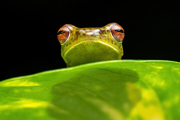 Jade Tree Frog (Zhangixalus dulitensis) is a species of frog found in Borneo island, Indonesia.