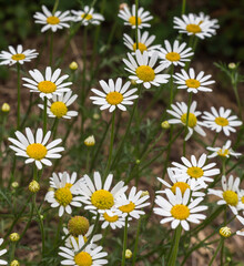 Dreamy Daisies: Soft Focus Meadow Flowers