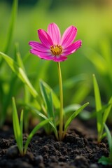 Obraz premium Pink flower grows between weeds in a field of tall grass and dirt, growth, garden, wildflower