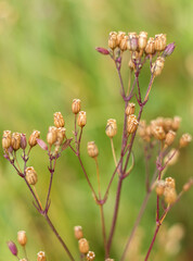Close-Up of Dry Field Plant