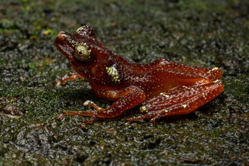 Nyctixalus margaritifer, also known as the Java Indonesian treefrog, and pearly tree frog, is a rare species of frog endemic to Java, Indonesia.