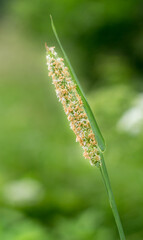 Wild Grass Spike: Close-Up of Field Grass
