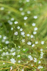 Gentle Blooms: Soft-Focused Small White Meadow Flowers