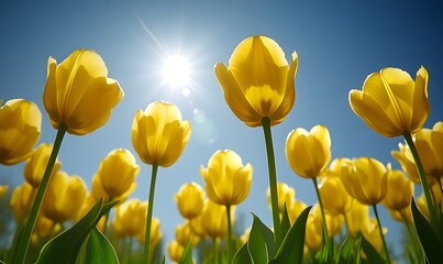 Obraz premium Sunny yellow tulips swaying in a gentle breeze under a clear sky, Generative AI