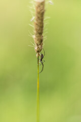 Wild Grass Spike: Close-Up of Field Grass