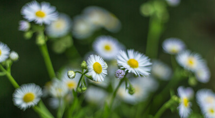 Fototapeta premium Dreamy Daisies: Soft Focus Meadow Flowers