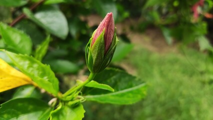 red and yellow flowers