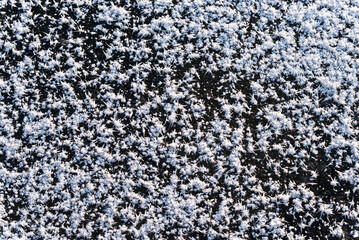 Zimowe tło, lodowe kwiaty na zamarzniętym stawie, mróz luty 2025.